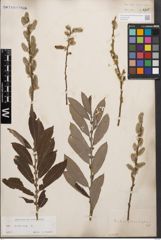 Foto von Salix cinerea L.
